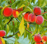 PeaPod | Peach Tree Seeds