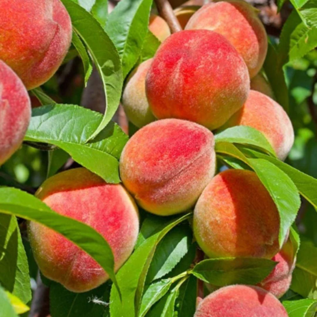 PeaPod | Peach Tree Seeds