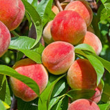 PeaPod | Peach Tree Seeds