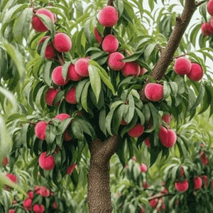 PeaPod | Peach Tree Seeds